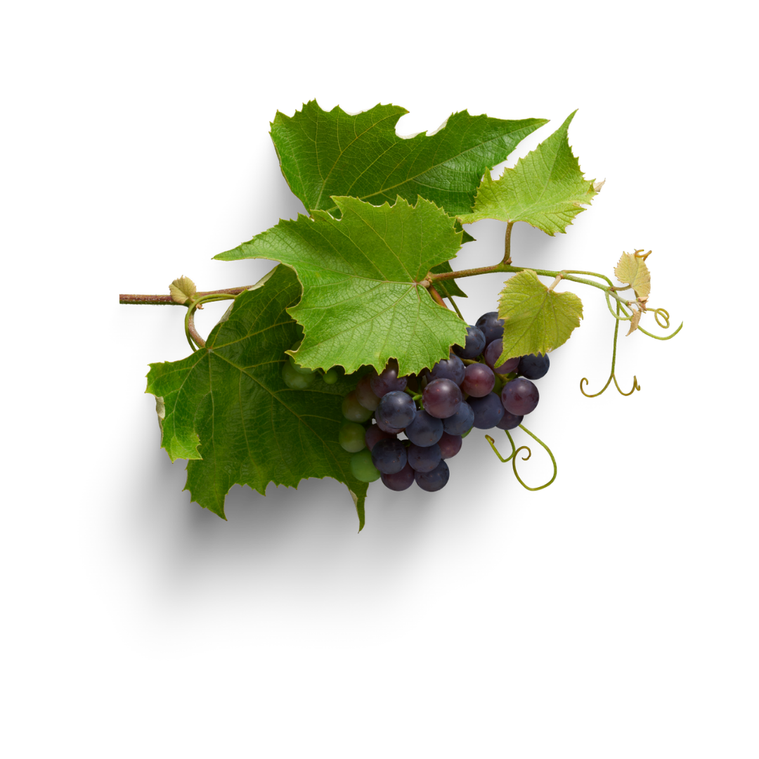 vineyard isolated for case study