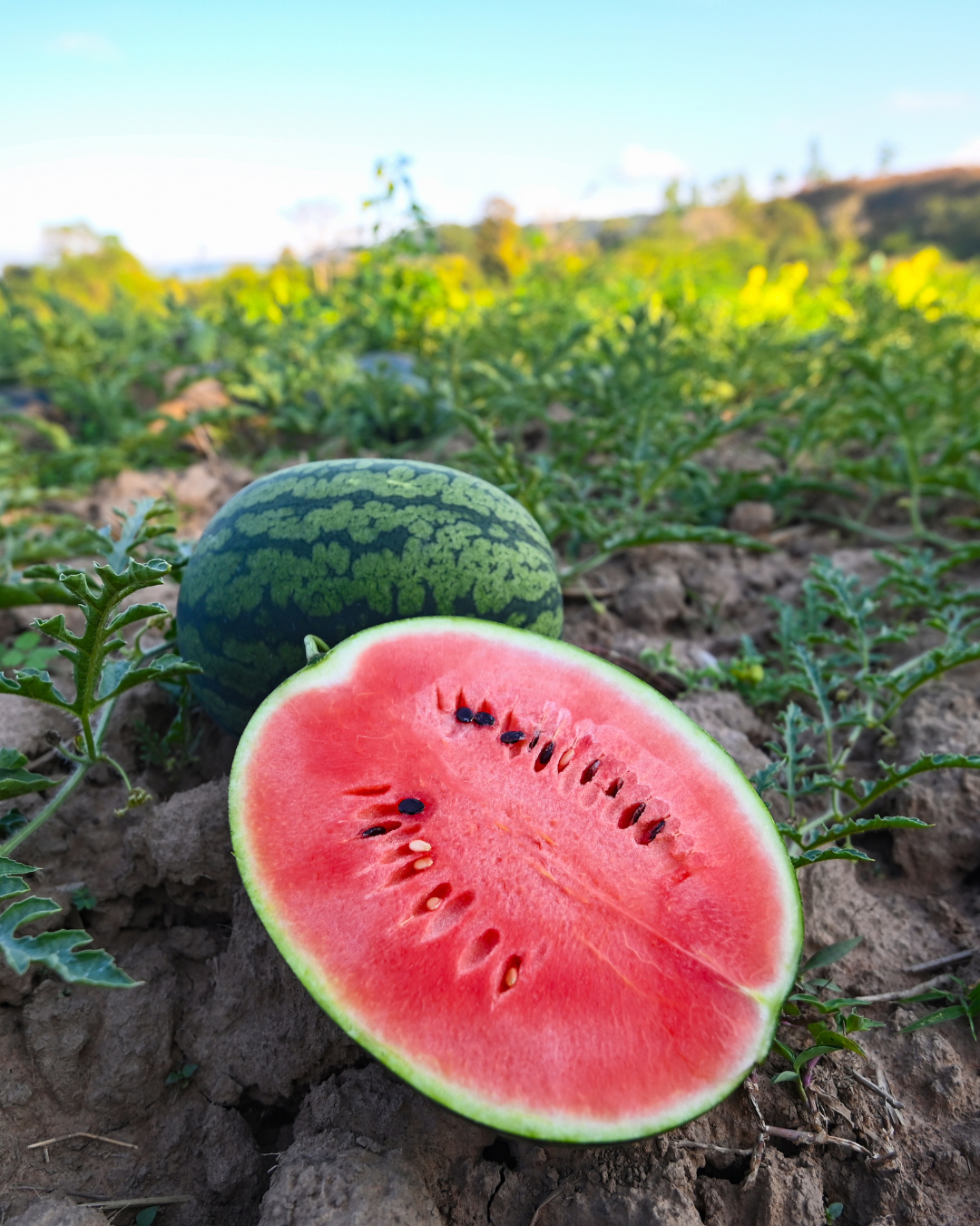 Watermelon crop