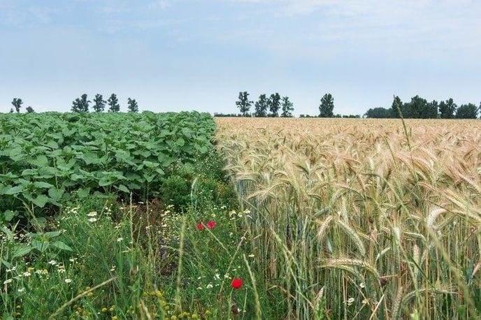 Regenerative-farming-practices-can-help-restore-the-earth-PepsiCo-discusses-its-Positive-Agriculture-Programme_wrbm_large