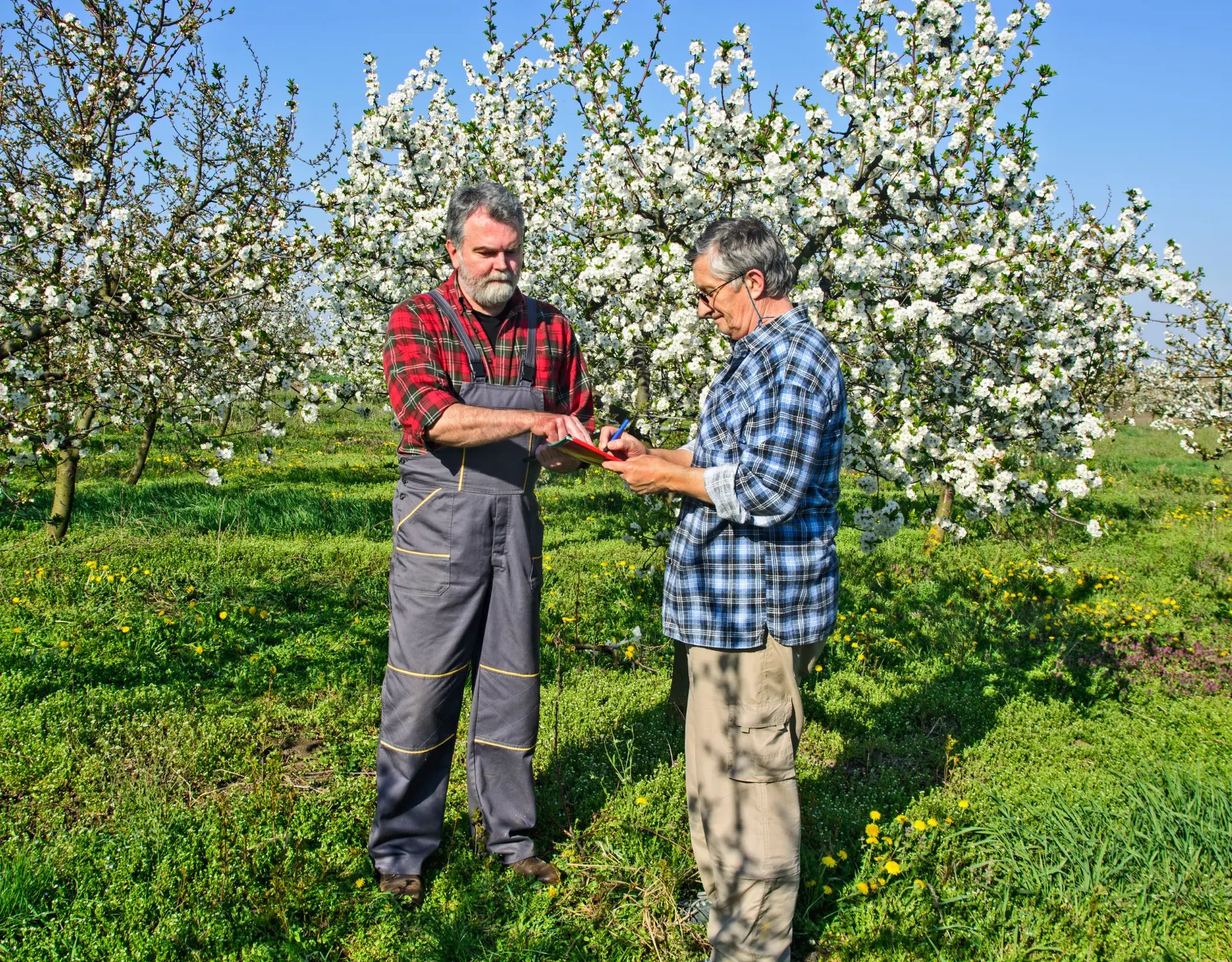 Troubleshooting Soil Problems Identifying and Addressing Soil Health Issues-2