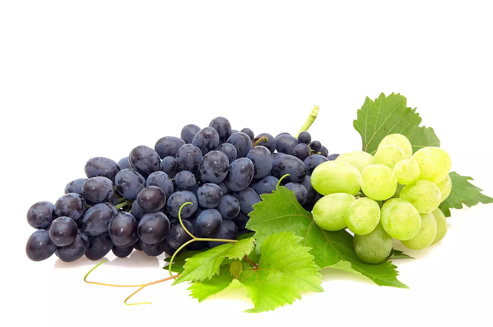 bunch-of-grape-2021-08-27-08-56-36-utc copy
