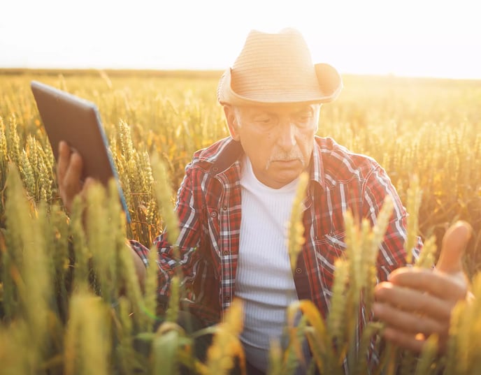 farmer analyzing crops