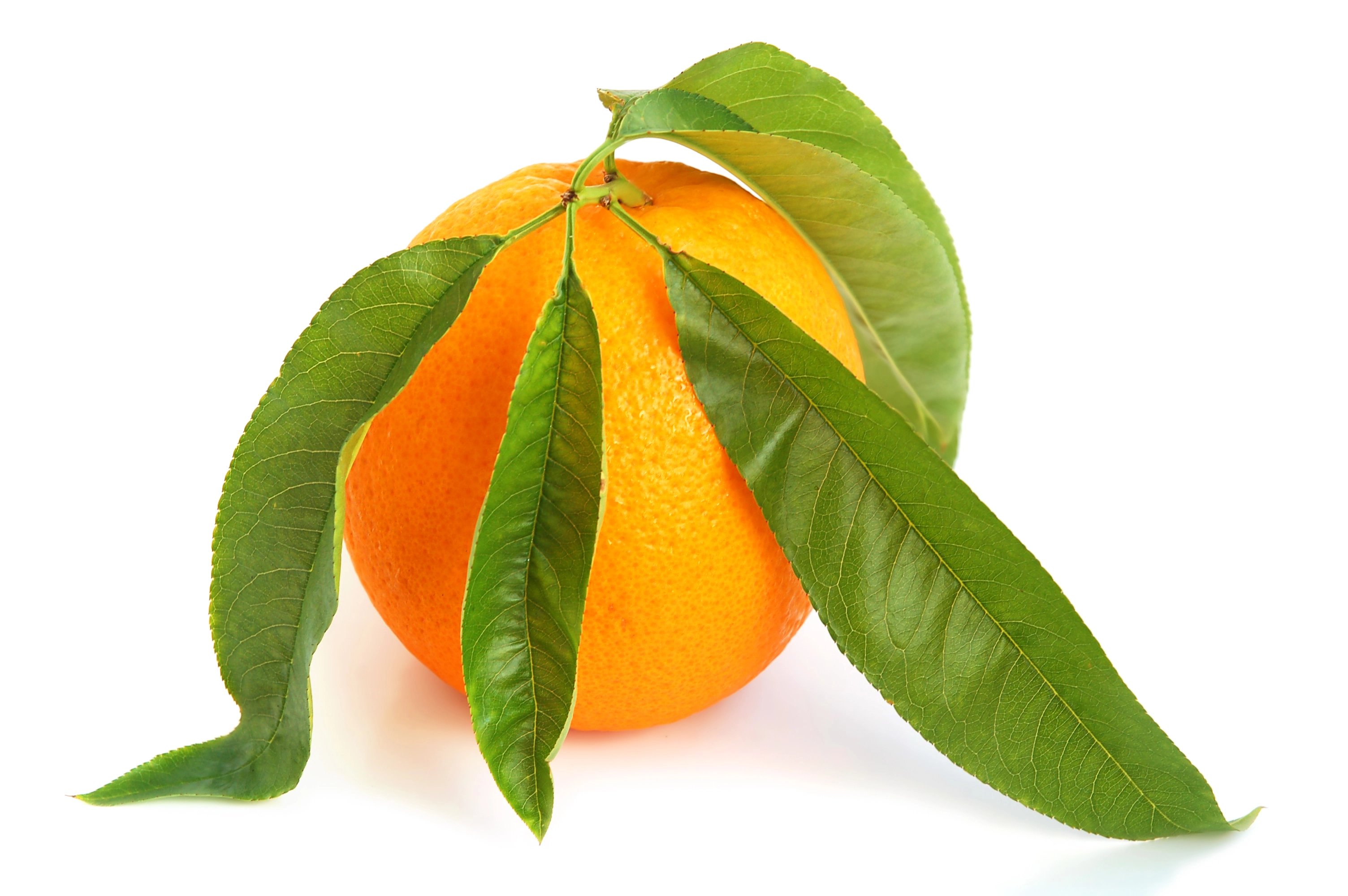 orange-citrus-2021-08-26-17-24-37-utc