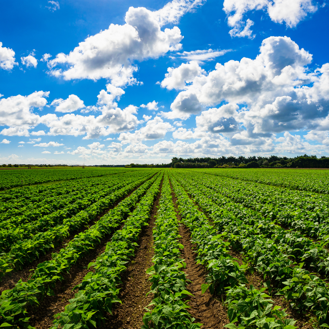 Soil to Success: How CPGs and Agri-Businesses Use BeCrop® for ...